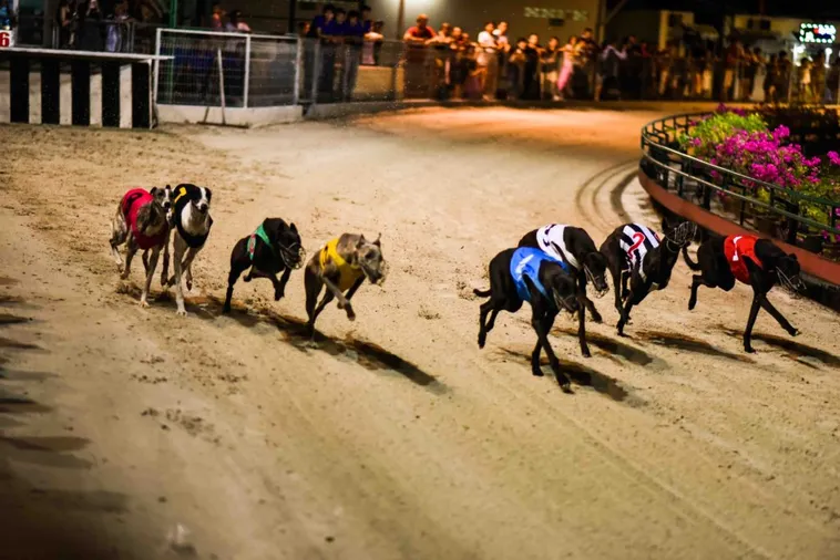 Bật Mí Cách Chơi Game Nhanh Đua Chó Tại WinVN Luôn Thắng