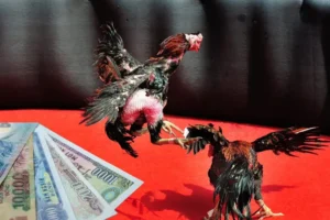 Bật Mí Cách Chơi Đá Gà Sabong Tại WinVN Thắng Đậm Mỗi Ngày